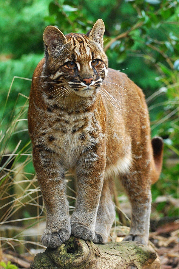 大峡谷野生保护动物－金猫