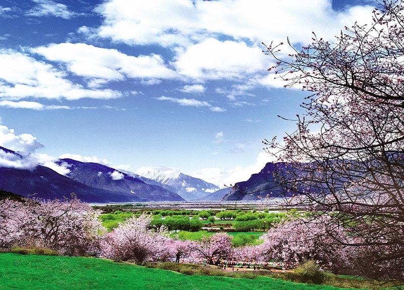 西藏林芝桃花沟之春
