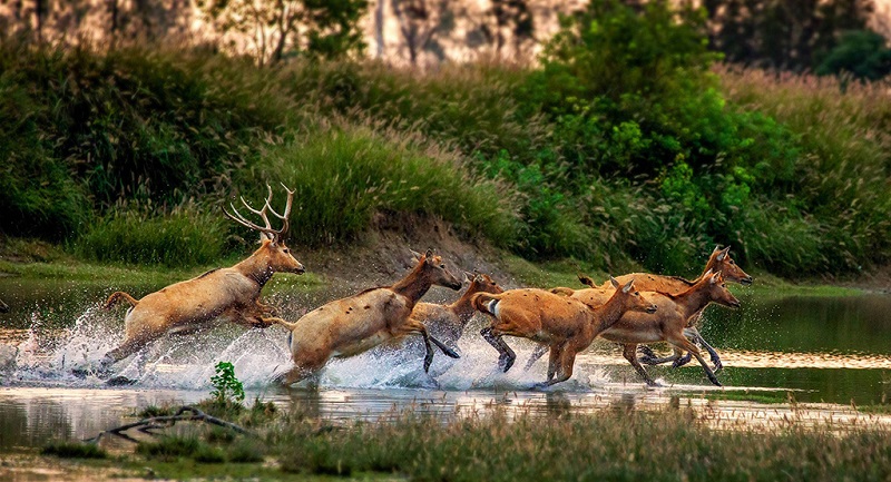 溱湖湿地在奔跑的麋鹿群