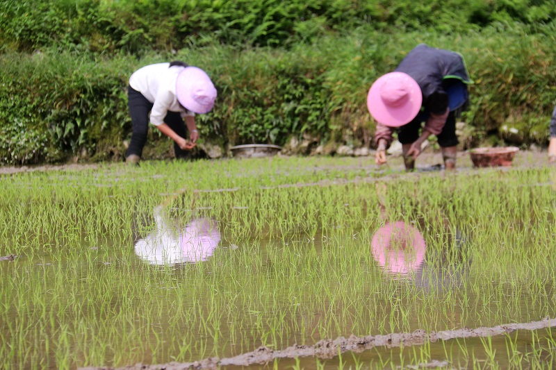 2021年5月1日，贵州省从江县加勉乡村民们在田间寄秧3