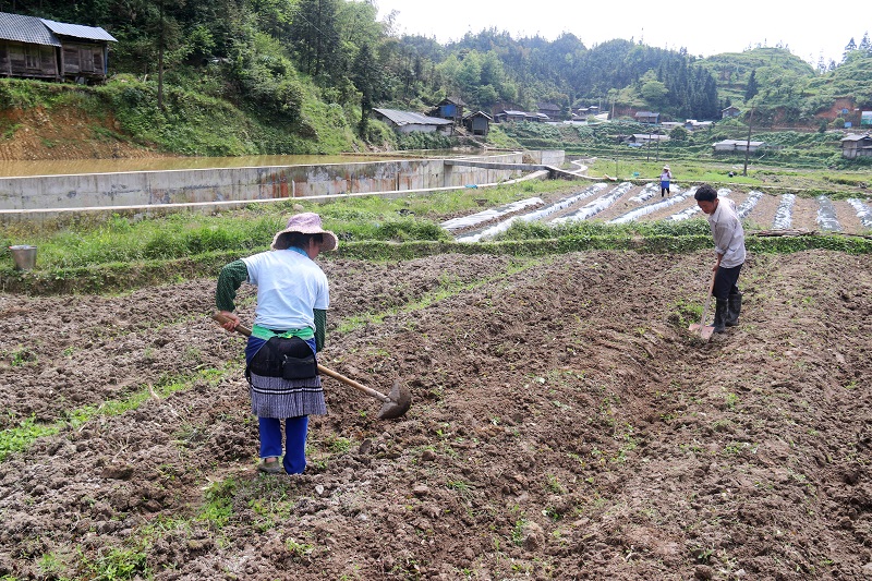 2021年5月1日，贵州省从江县加勉乡村民们在田间整理辣椒地