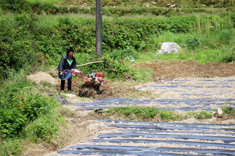 2021年5月1日，贵州省从江县加勉乡一农民妇女在田间整地