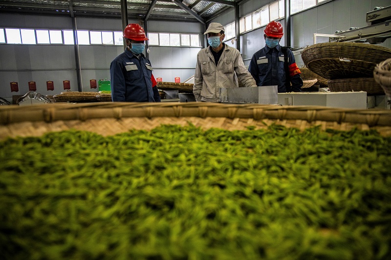 九层山茶厂每年的产量都在增长，用电量也在不断攀升，优质的电力服务成为该厂良性成长的有力保障。