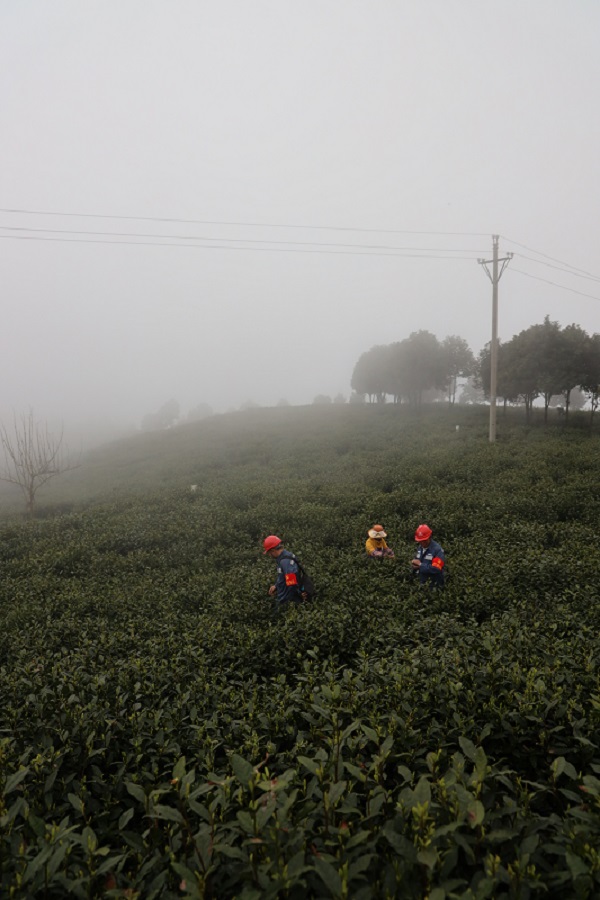 因为海拔高，长年云雾蒸腾，九层山茶叶一直走俏市场。