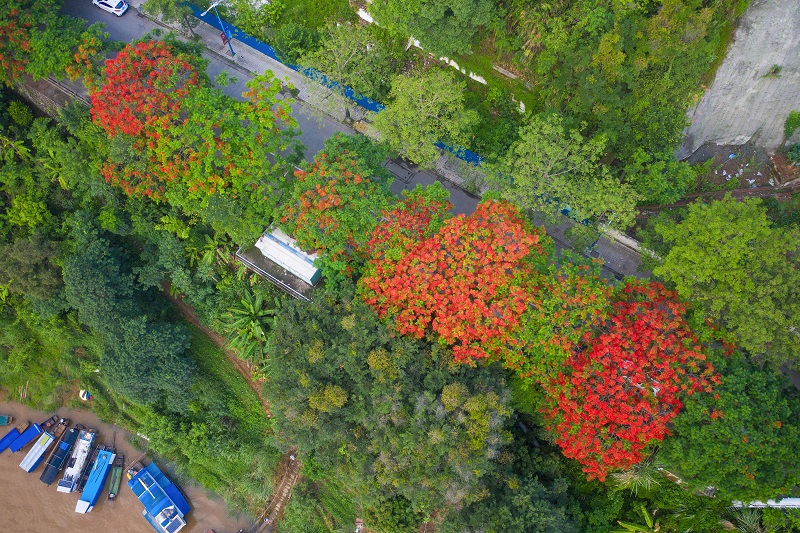 4、2021年5月14日，广西梧州市桂江岸上的凤凰木迎来花期，花开红艳似火，与江河船只及城市建筑，相映成趣，形成桂江沿岸一道美丽的风景线。