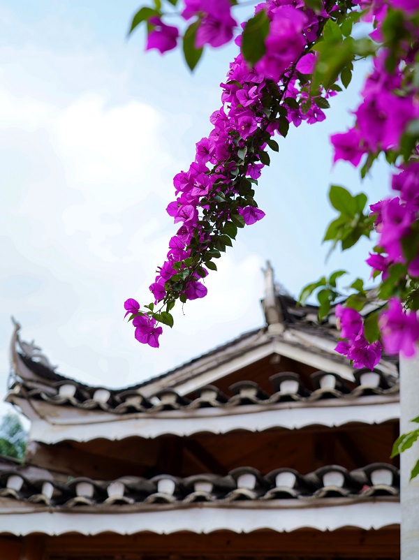 2021年5月13日，从江县城的公交亭旁，三角梅盛开正艳。 (1)