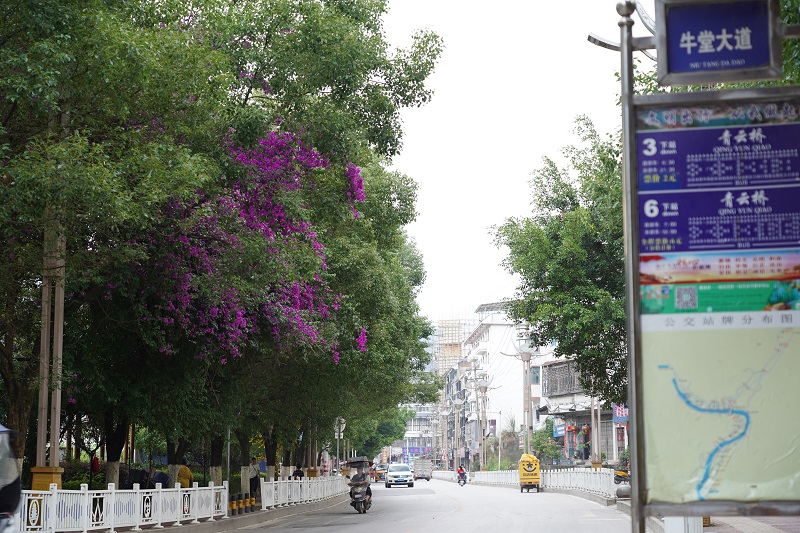 2021年5月13日，在从江县城牛塘大道路段，公路两旁盛开着三角梅。 (1)