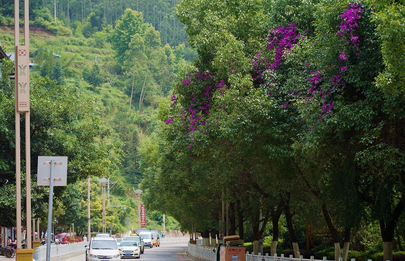 2021年5月13日，在从江县城牛塘大道路段，公路两旁盛开着三角梅。 (2)