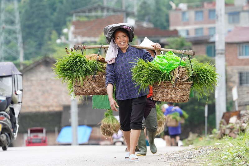 2021年5月20日，贵州省从江县贯洞镇德刷村村民正在挑秧苗。