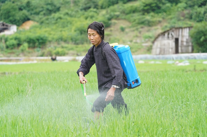 2021年5月20日，貴州省從江縣貫洞鎮宰門村村民正在為水稻噴灑農藥。