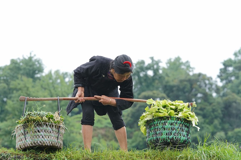 2021年5月20日，贵州省从江县銮里侗寨村民正准备将采摘好的蔬菜挑回家。
