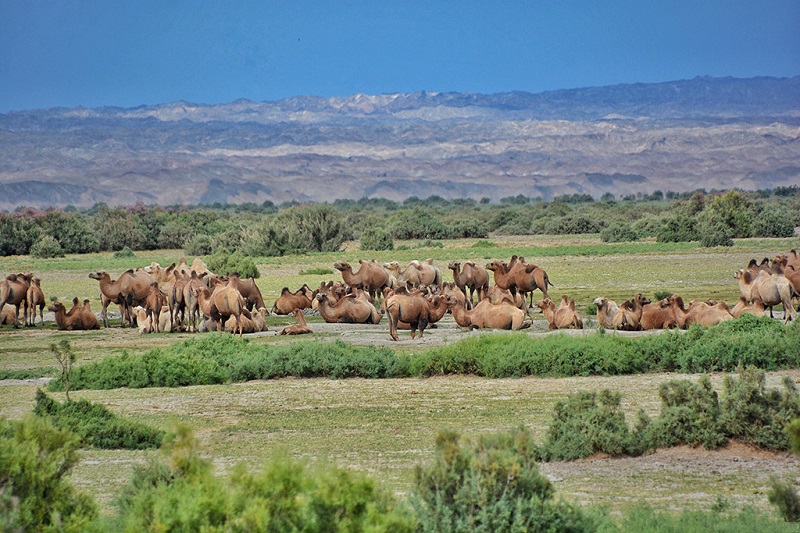 戈壁草原上的骆驼群