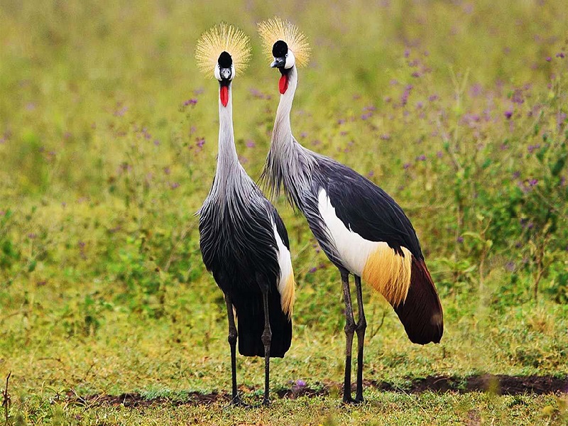 美丽的乌干达皇冠鹤