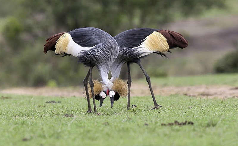 乌干达国鸟--一对冕鹤