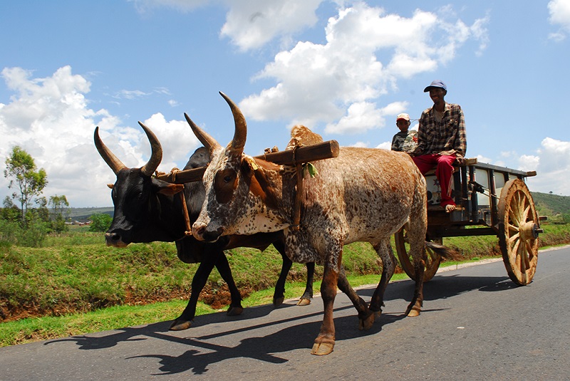 乌干达老牛车