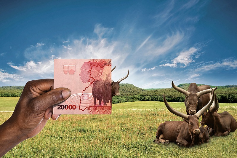长角牛被印上了乌干达钞票