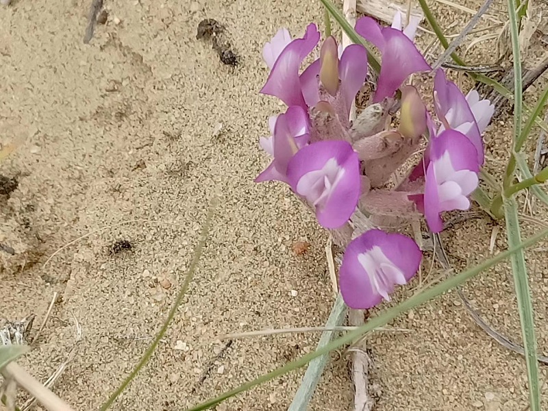这是2019年5月28日在新疆阿勒泰地区哈巴河县境内一处荒漠拍摄的野生植物