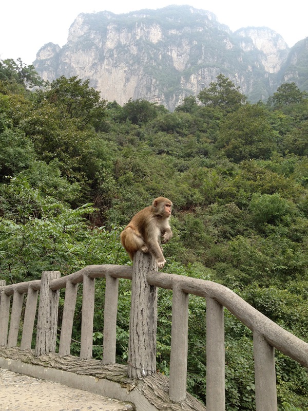 云台山猕猴自然保护区
