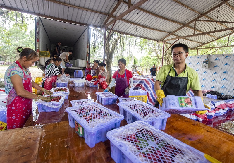 12、2021年7月7日，果农在广西梧州市苍梧县沙头镇横江荔枝收购点将整理好的荔枝装车准备外运。