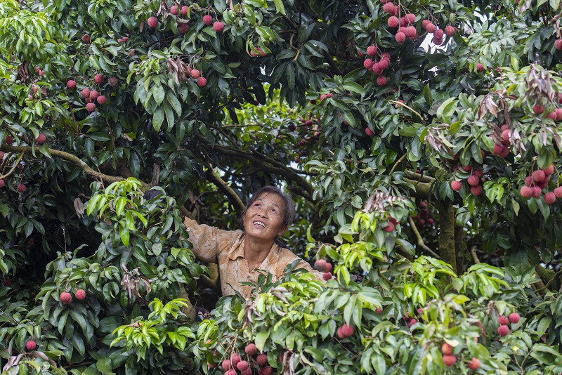 13、2021年7月7日，果农在广西梧州市苍梧县沙头镇横江荔枝园里采摘荔枝。