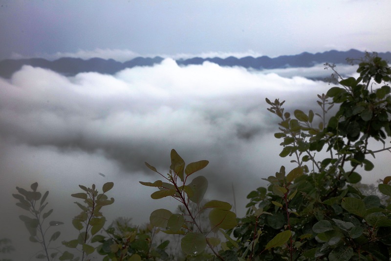图10：云海红叶。2021年7月8日，摄于巫山凤凰台。唐探峰