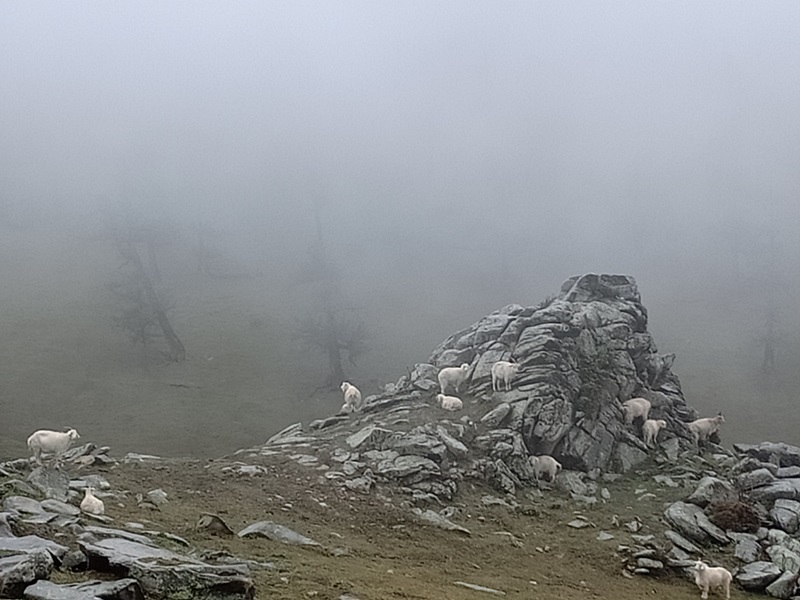 高山牧场的雨雾