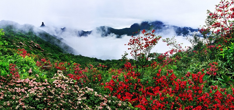 百花齐放梵净山