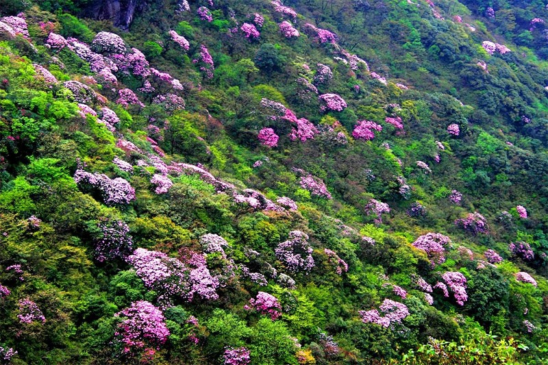 杜鹃花开满山坡