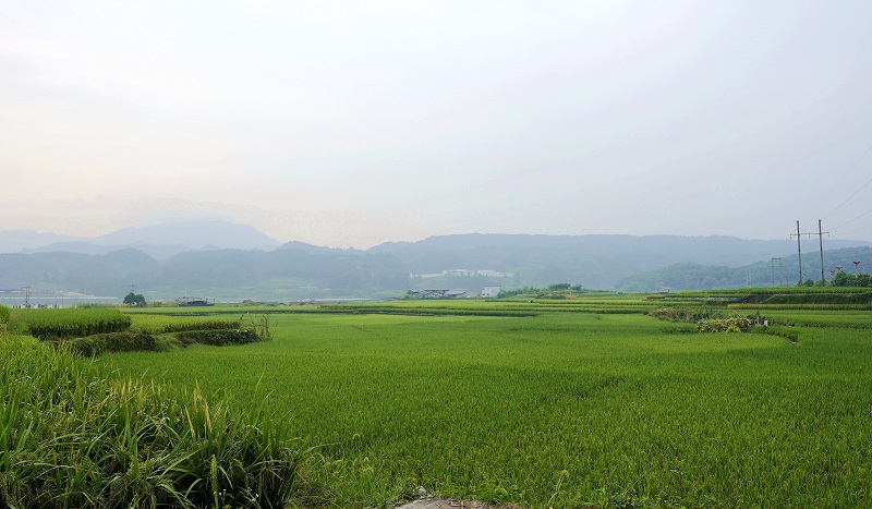 2021年8月9日，在从江县贯洞镇贯洞村的田坝上，稻谷由绿变黄，丰收在望。