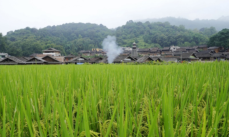 2021年8月9日，在从江县銮里侗寨田坝上，稻谷金黄，丰收在即。 (1)