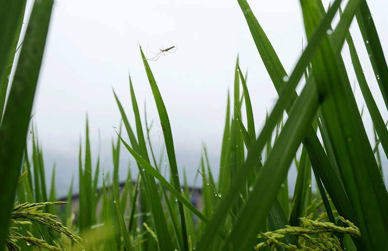 清晨，一只蜘蛛正在稻叶上结网