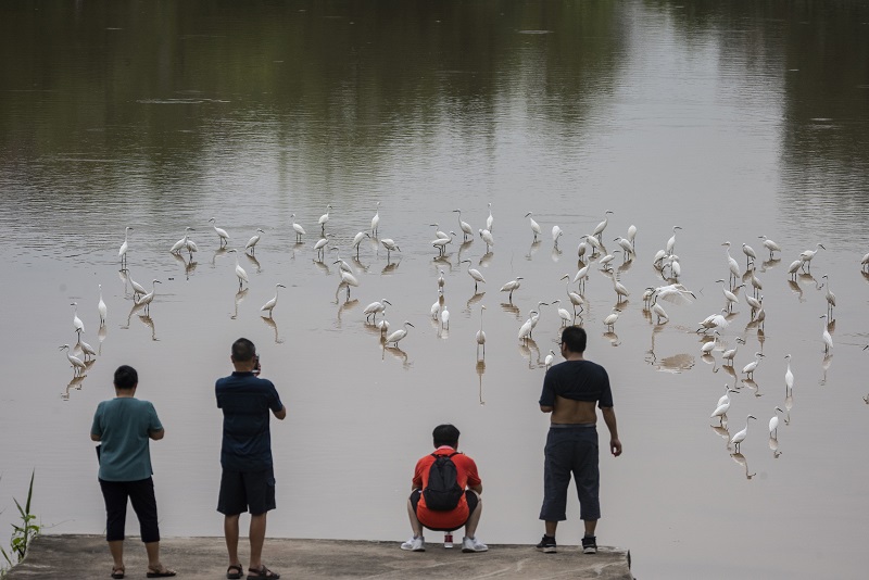 1、2021年8月8日，100多只白鹭在广西梧州市玫瑰湖湿地公园嬉戏飞舞，构成了自然和谐的美丽景观，吸引市民及摄影爱好者前来拍摄观看。