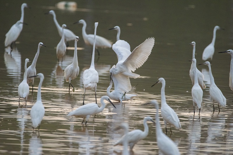 2、2021年8月8日，100多只白鹭在广西梧州市玫瑰湖湿地公园嬉戏飞舞，构成了自然和谐的美丽景观，吸引市民及摄影爱好者前来拍摄观看。