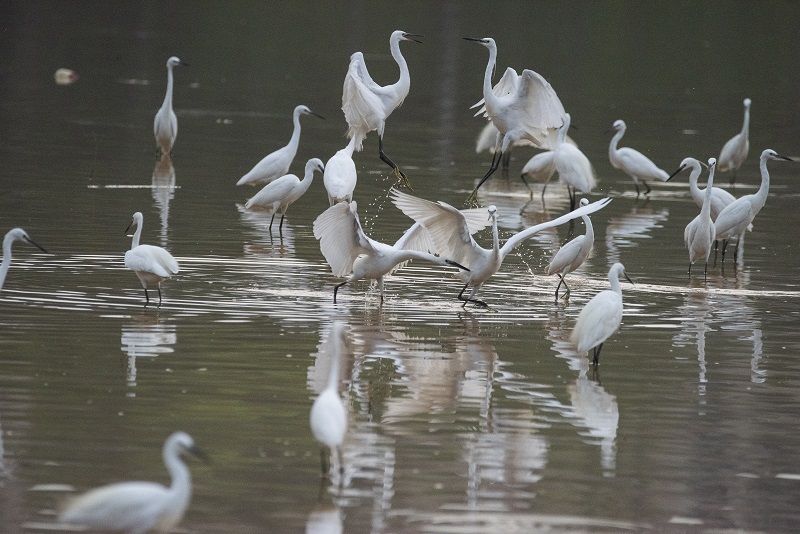 3、2021年8月8日，100多只白鹭在广西梧州市玫瑰湖湿地公园嬉戏飞舞，构成了自然和谐的美丽景观，吸引市民及摄影爱好者前来拍摄观看。
