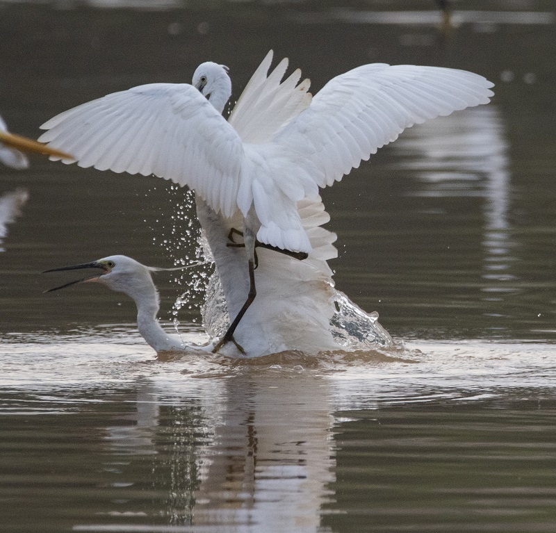 4、2021年8月8日，100多只白鹭在广西梧州市玫瑰湖湿地公园嬉戏飞舞，构成了自然和谐的美丽景观，吸引市民及摄影爱好者前来拍摄观看。