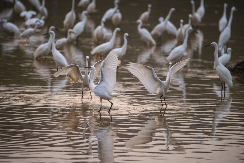 5、2021年8月8日，100多只白鹭在广西梧州市玫瑰湖湿地公园嬉戏飞舞，构成了自然和谐的美丽景观，吸引市民及摄影爱好者前来拍摄观看。
