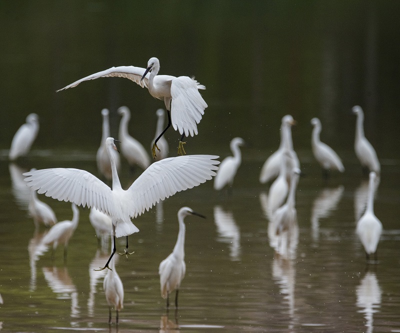 9、2021年8月8日，100多只白鹭在广西梧州市玫瑰湖湿地公园嬉戏飞舞，构成了自然和谐的美丽景观，吸引市民及摄影爱好者前来拍摄观看。
