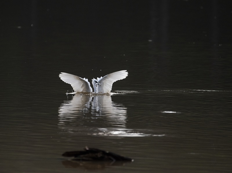 15、2021年8月8日，100多只白鹭在广西梧州市玫瑰湖湿地公园嬉戏飞舞，构成了自然和谐的美丽景观，吸引市民及摄影爱好者前来拍摄观看。
