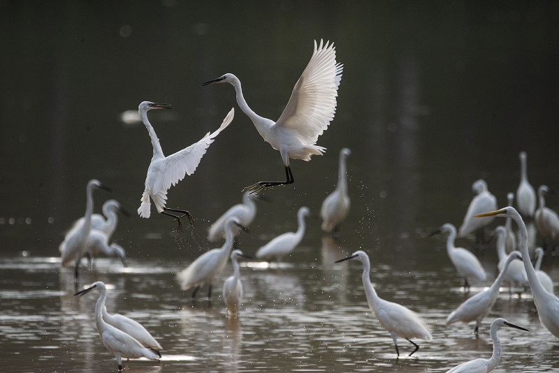 16、2021年8月8日，100多只白鹭在广西梧州市玫瑰湖湿地公园嬉戏飞舞，构成了自然和谐的美丽景观，吸引市民及摄影爱好者前来拍摄观看。