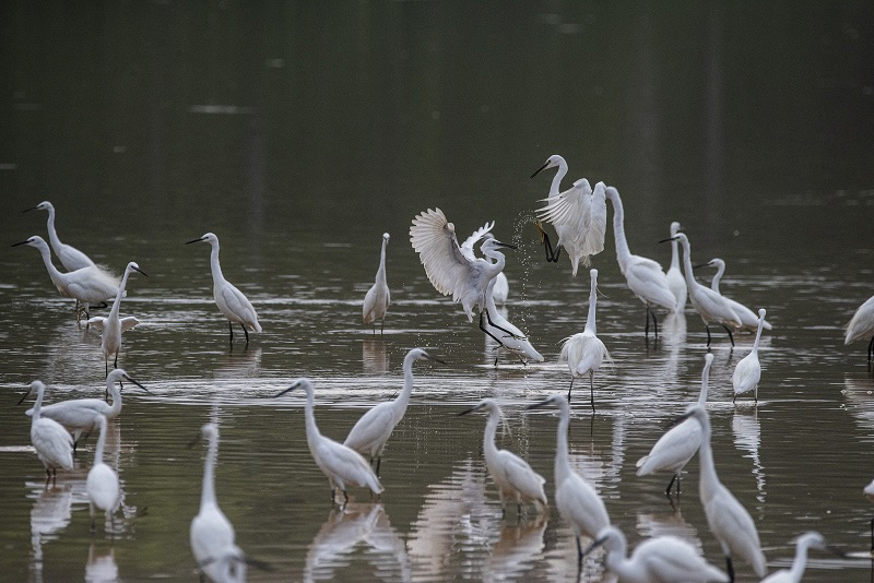 18、2021年8月8日，100多只白鹭在广西梧州市玫瑰湖湿地公园嬉戏飞舞，构成了自然和谐的美丽景观，吸引市民及摄影爱好者前来拍摄观看。