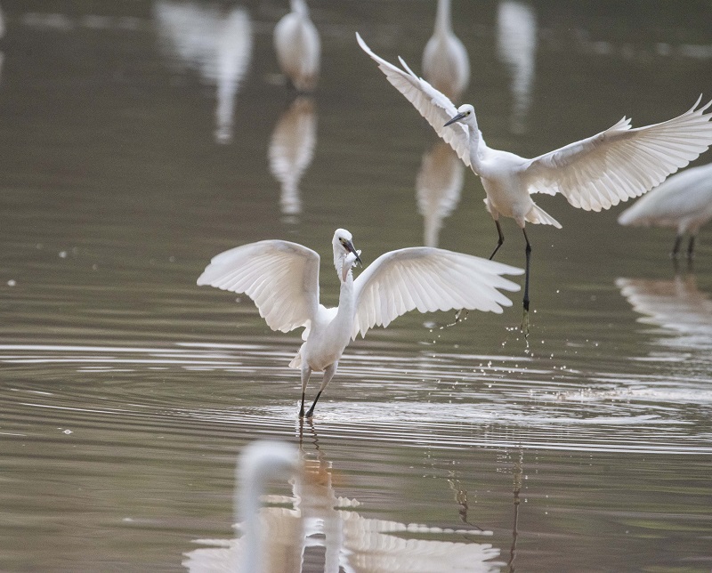 19、2021年8月8日，100多只白鹭在广西梧州市玫瑰湖湿地公园嬉戏飞舞，构成了自然和谐的美丽景观，吸引市民及摄影爱好者前来拍摄观看。