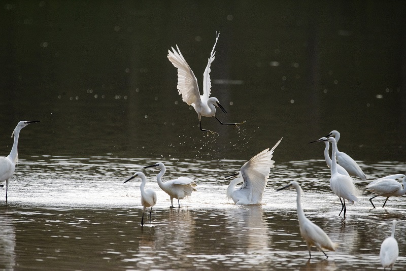 23、2021年8月8日，100多只白鹭在广西梧州市玫瑰湖湿地公园嬉戏飞舞，构成了自然和谐的美丽景观，吸引市民及摄影爱好者前来拍摄观看。