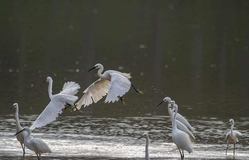 24、2021年8月8日，100多只白鹭在广西梧州市玫瑰湖湿地公园嬉戏飞舞，构成了自然和谐的美丽景观，吸引市民及摄影爱好者前来拍摄观看。