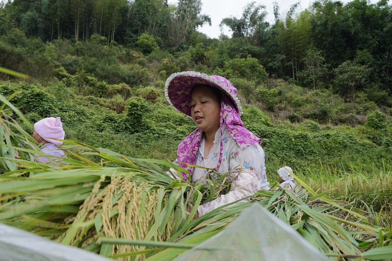 2021年8月16日， 在贵州省从江县西山镇拱孖村的稻田里，村民正在整理搬运的稻谷。 (1)