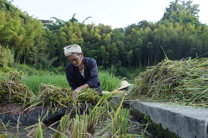 2021年8月16日， 在贵州省从江县西山镇拱孖村的稻田里，村民正在整理搬运的稻谷。 (2)