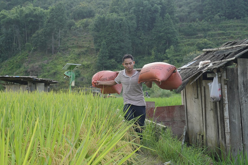 2021年8月16日， 在贵州省从江县西山镇拱孖村的田坝上，村民正在搬运稻谷。 (1)