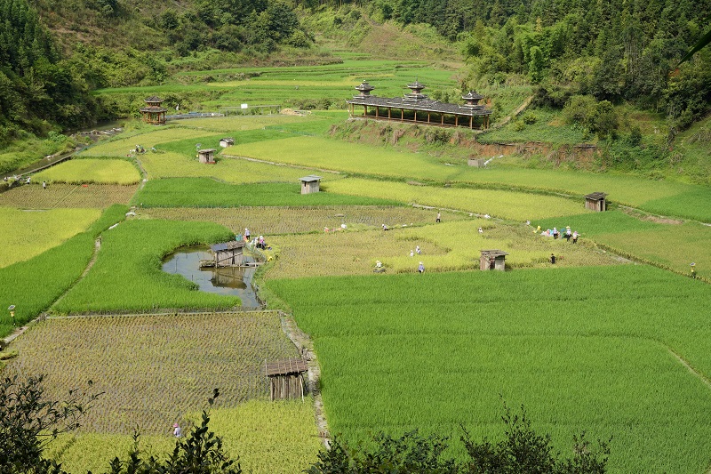 2021年8月16日， 在贵州省从江县西山镇拱孖村的田坝上，村民正在抢收稻谷，一片繁忙景象。 (2)