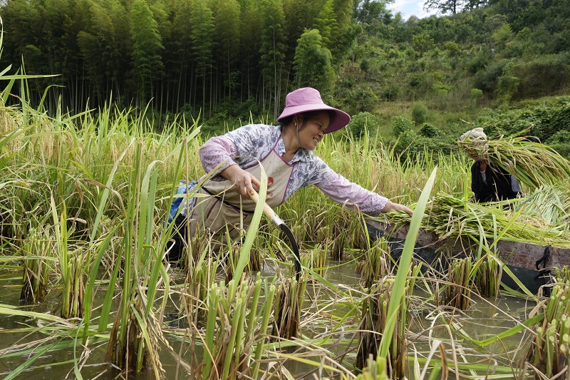 2021年8月16日， 在贵州省从江县西山镇拱孖村的田坝上，村民正在收割水稻。 (1)