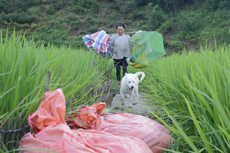 2021年8月16日， 在贵州省从江县西山镇拱孖村的田坝上，一位村民正在赶回家。