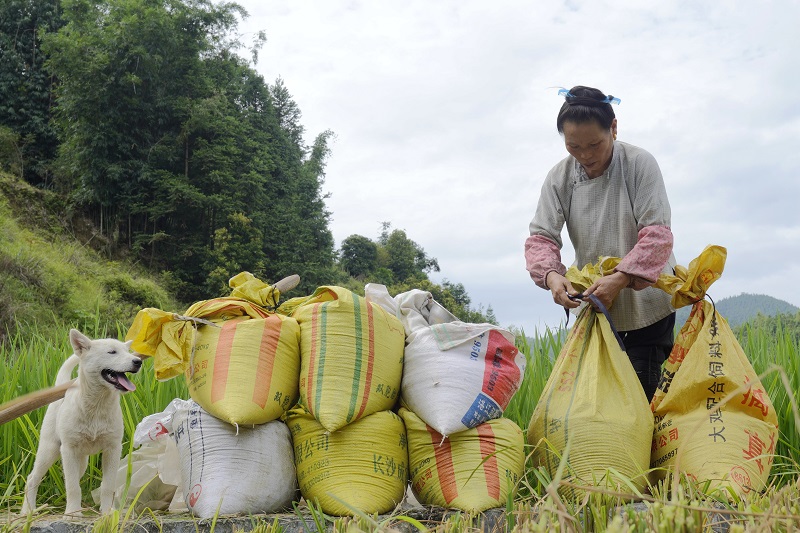 2021年8月16日， 在贵州省从江县西山镇拱孖村的田坝上，一位村民正在将稻谷分开装袋。
